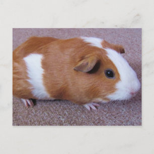 Guinea Pig Post Card