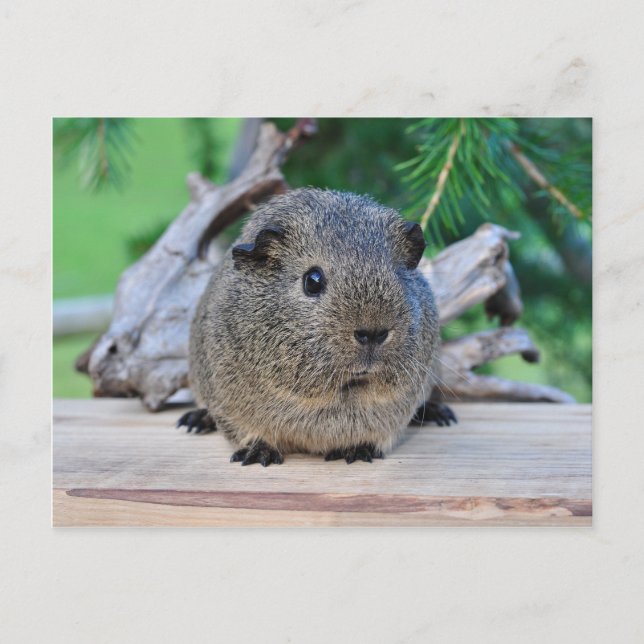 Guinea Pig Postcard (Front)