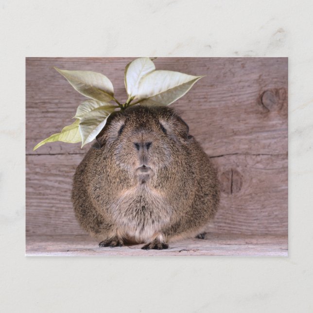 Guinea pig postcard (Front)