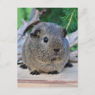 Guinea Pig Postcard