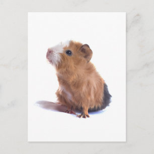 guinea pig postcard