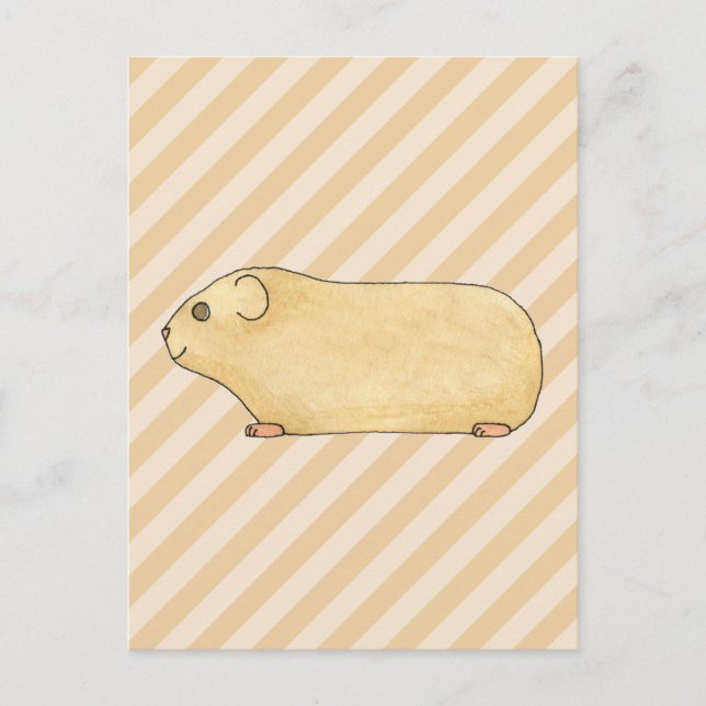 Guinea Pig. Postcard (Front)