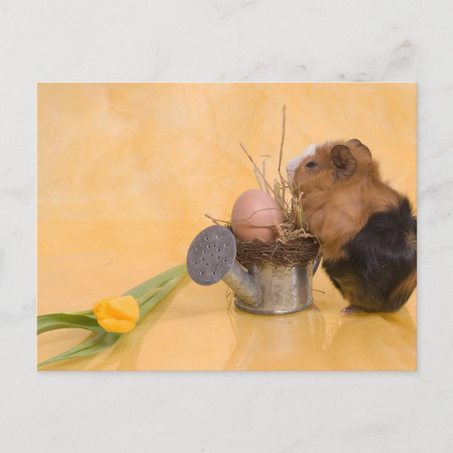 guinea pig postcard (Front)