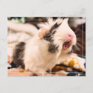 Guinea Pig Postcard