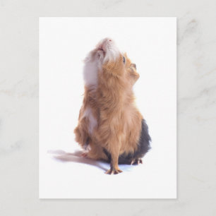 guinea pig, postcard
