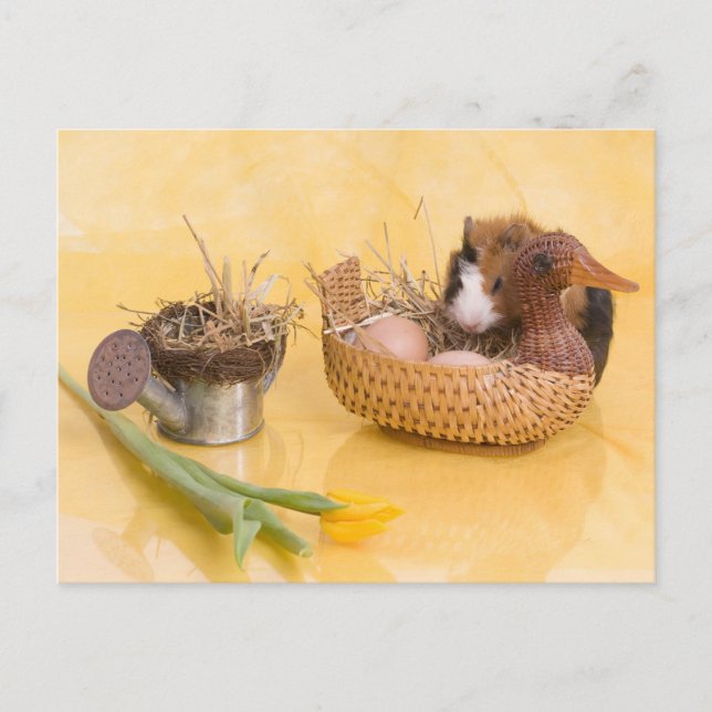 guinea pig postcard (Front)
