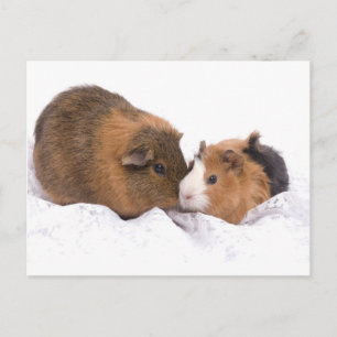 guinea pig postcard