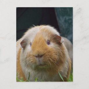 Guinea pig postcard