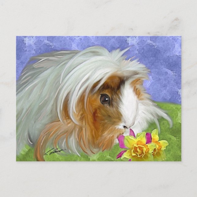 guinea pig postcard (Front)