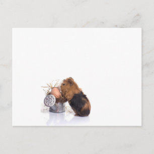guinea pig postcard