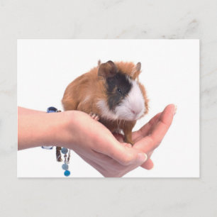 guinea pig postcard