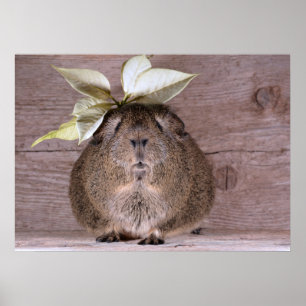 Guinea pig poster