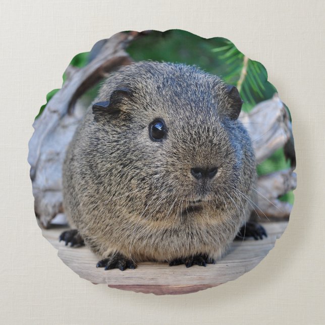 Guinea Pig Round Pillow (Front)
