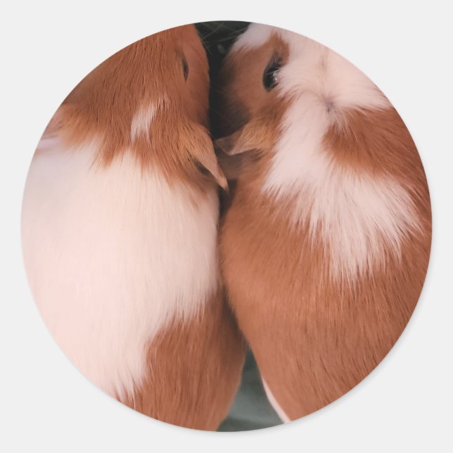 guinea pig sticker (Front)