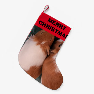 Guinea pig stocking