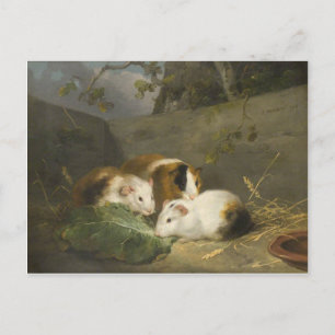 Guinea Pigs (by George Morland) Postcard