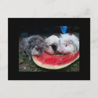 guinea pigs eatting watermellon postcard