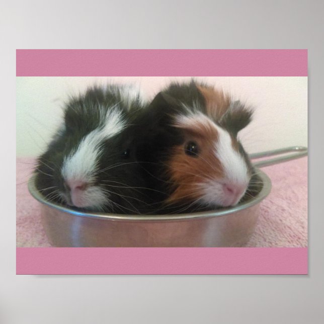 guinea pigs in toy pan poster (Front)