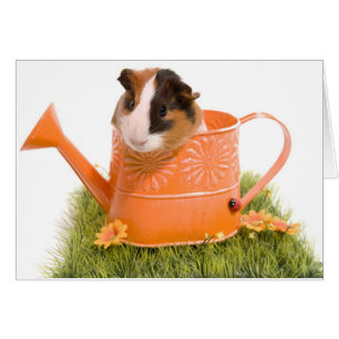 guinea pigs on a lawn