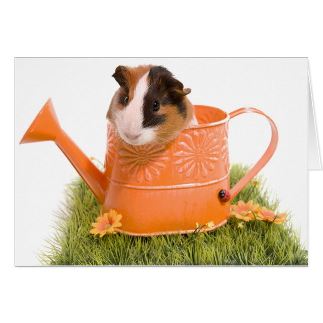 guinea pigs on a lawn (Front Horizontal)