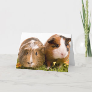 guinea pigs on a lawn card