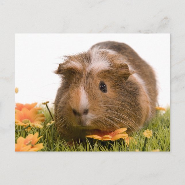 guinea pigs on a lawn postcard (Front)