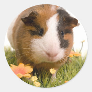 guinea pigs one has lawn classic round sticker