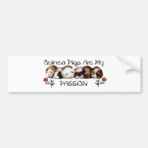 GUINEA PIGS PASSION.jpg