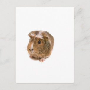 guinea pigs postcard