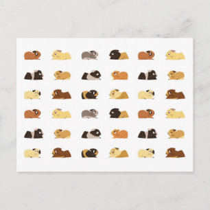 Guinea pigs postcard