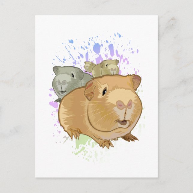 Guinea Pigs  Postcard (Front)