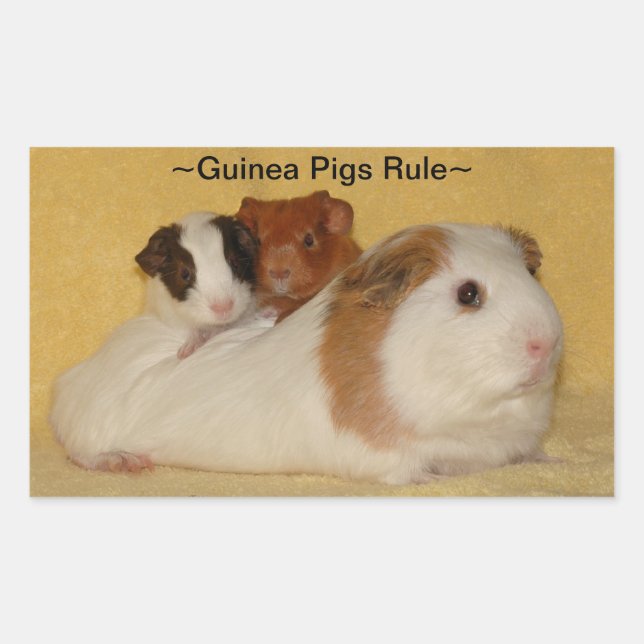Guinea Pigs Rule Stickers (Front)