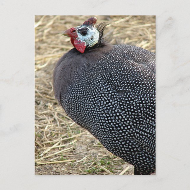 Guinea Postcard (Front)