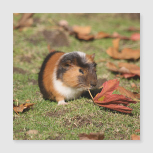 GuineaPig_20181001_by_JAMFoto