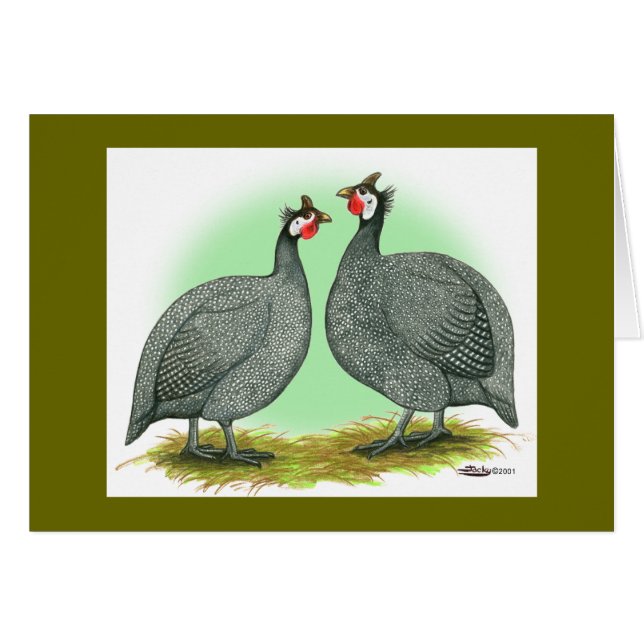 Guineas:  French (Front Horizontal)