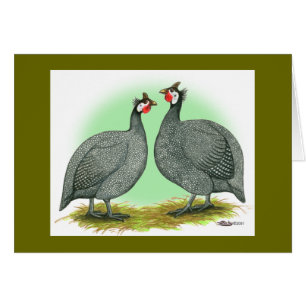 Guineas:  French