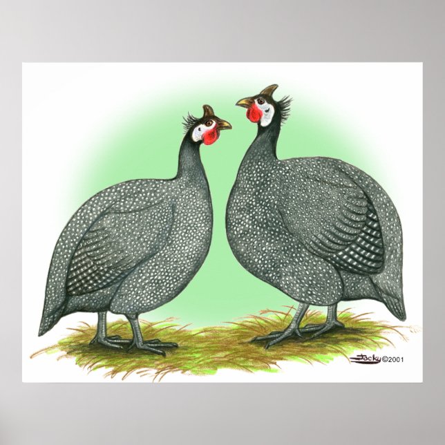 Guineas:  French Poster (Front)