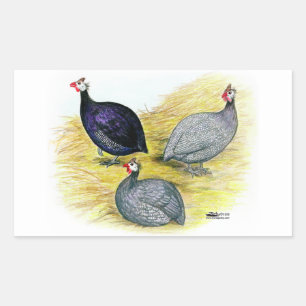 Guineas Purple, Coral Blue and Lavendar Sticker