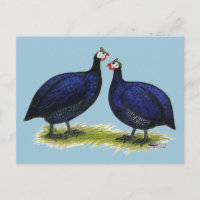 Guineas Royal Purple Pair