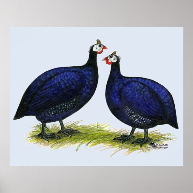 Guineas Royal Purple Pair Poster (Front)
