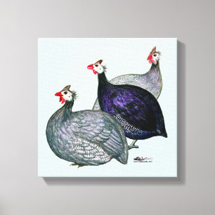 Guineas Three Canvas Print