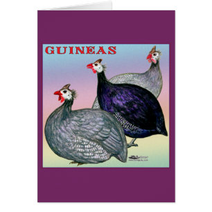 Guineas Three Fowl