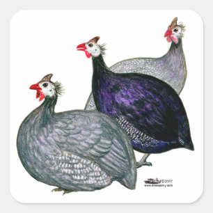 Guineas Three Square Sticker