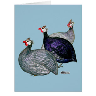 Guineas trois