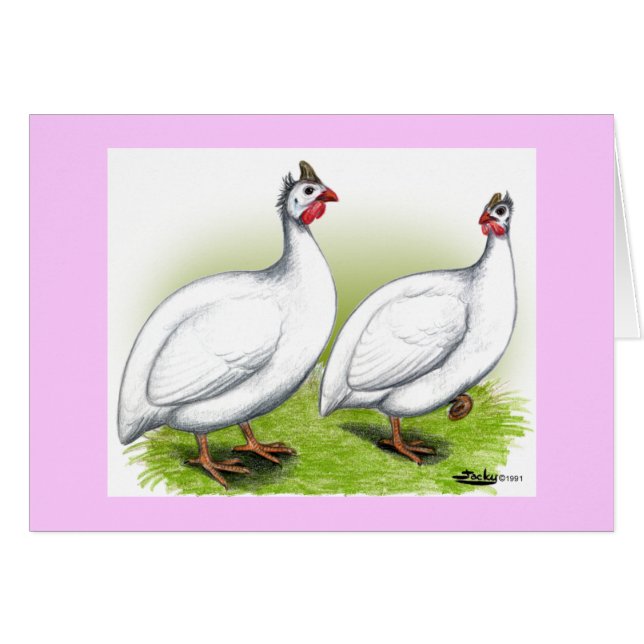 Guineas:  White (Front Horizontal)