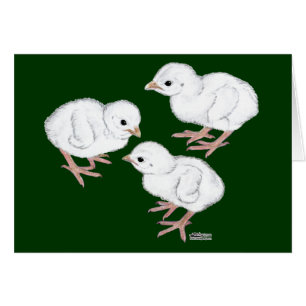 Guinée blanche Keets