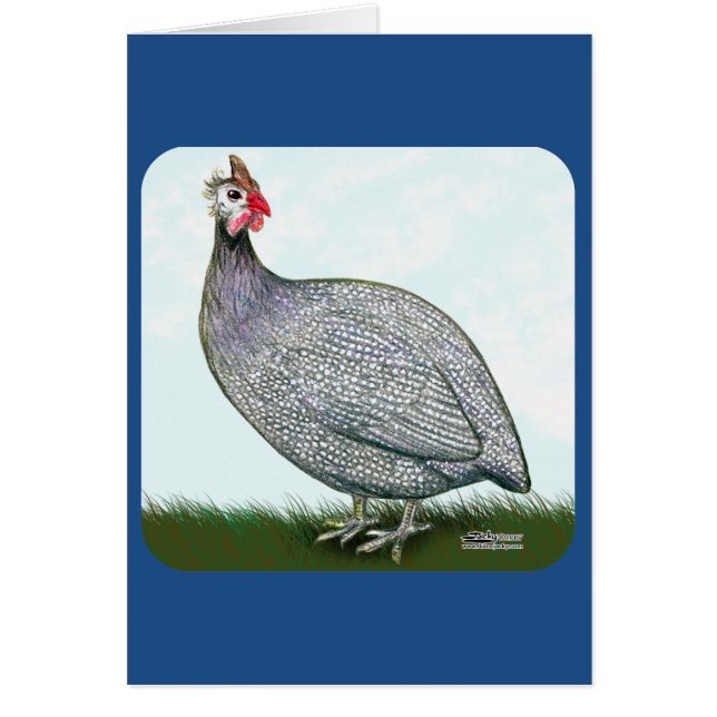 Guinée Lavande en vedette (Devant)