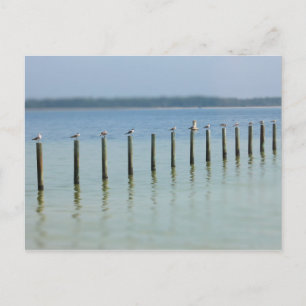 Gulf Coast - Let's Hang Out Postcard