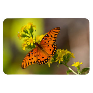 Gulf Fritillary aka Passion Butterfly on Goldenrod Magnet
