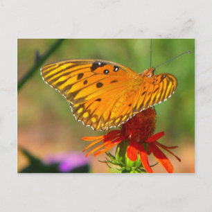 Gulf Fritillary Butterfly and Red Flower Postcard